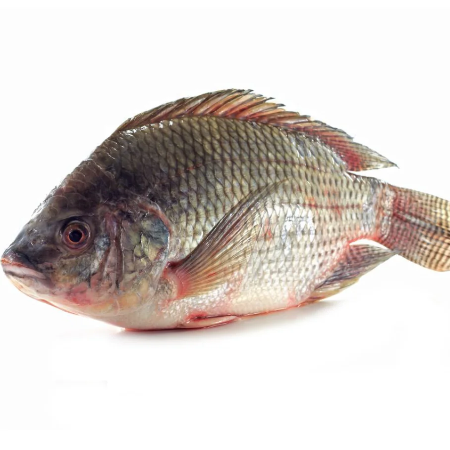 
High Quality Seafood Product Red and Black Frozen Tilapia 
