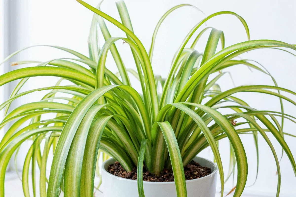 can cats eat spider plants