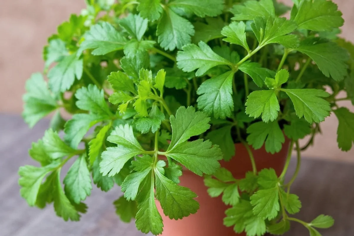 how to care for cilantro plant