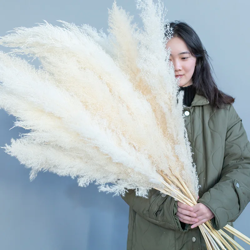

Hot-selling Wedding Natural Dry Flowers Large Fluffy Beige Dried Pampas Grass For Wedding Home Party Decoration