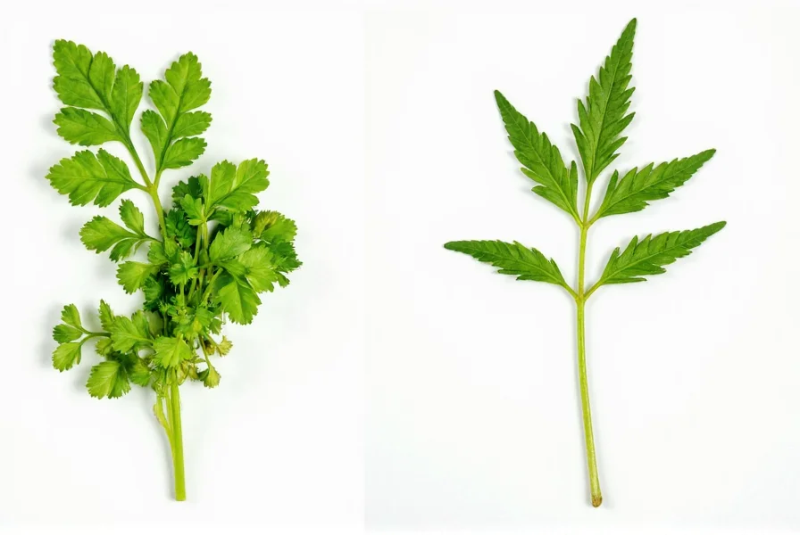 Cilantro plant showing both leaves and developing coriander seeds