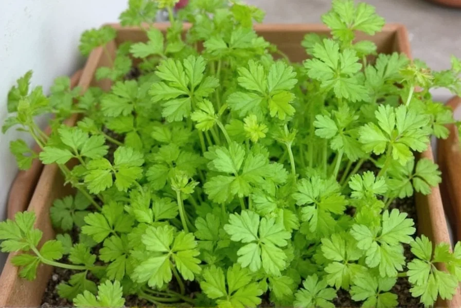 Close-up of healthy coriander leaves showing proper growth conditions
