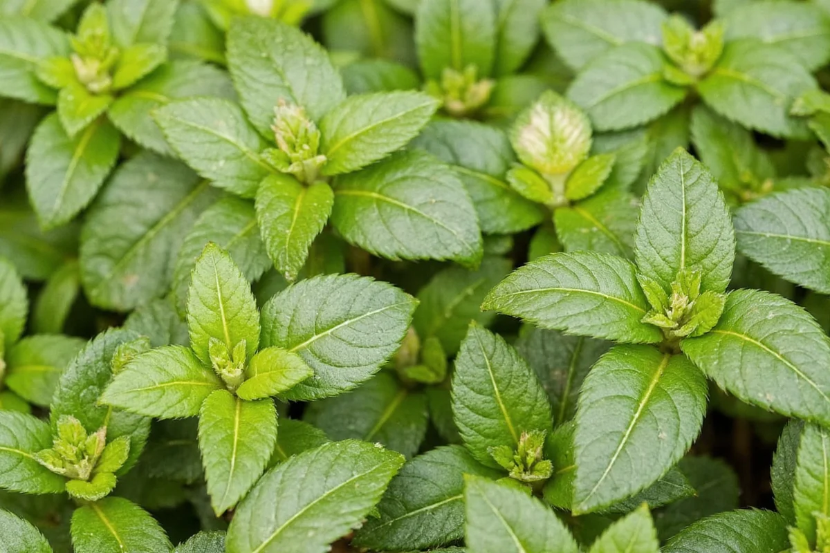 best perennials for shady gardens in the pacific northwest