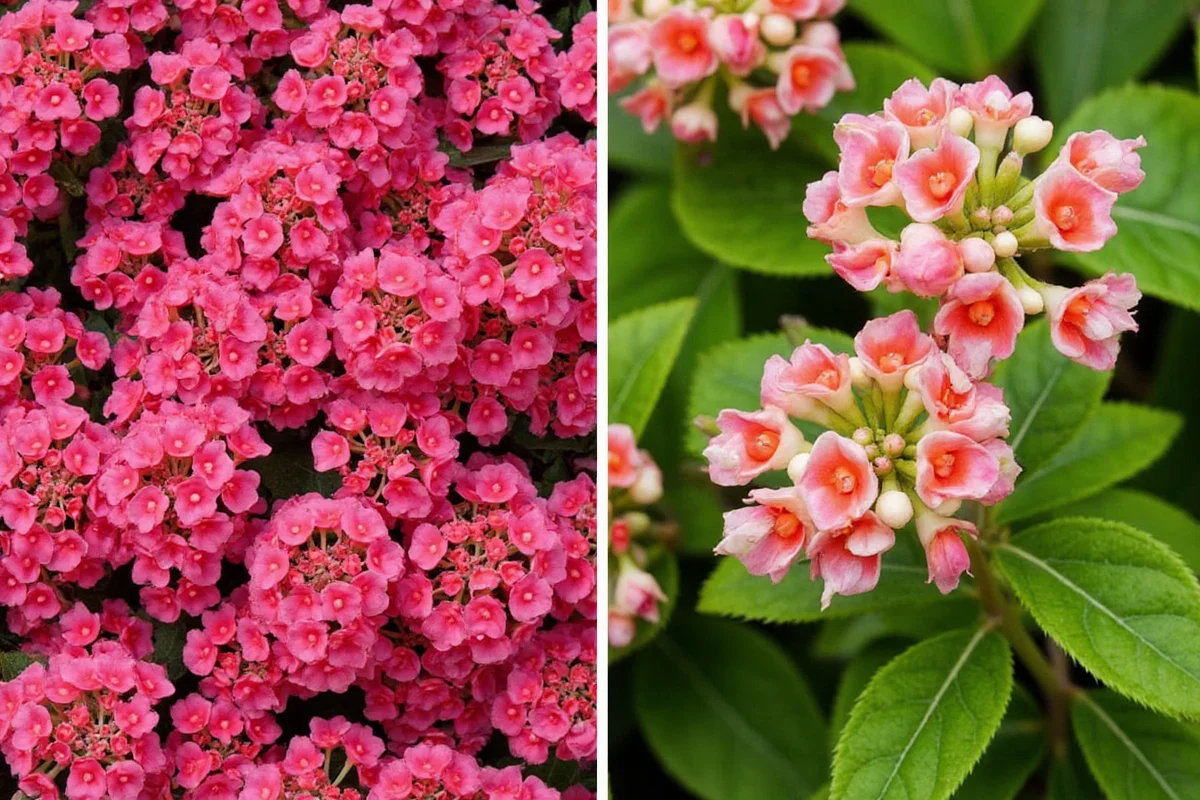 is kalanchoe a perennial plant