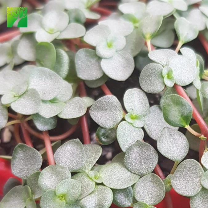 
New arriving indoor PILEA LIBANENSIS Silver Sprinkles live succulent 