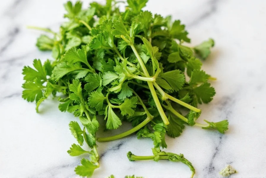 Cilantro plant