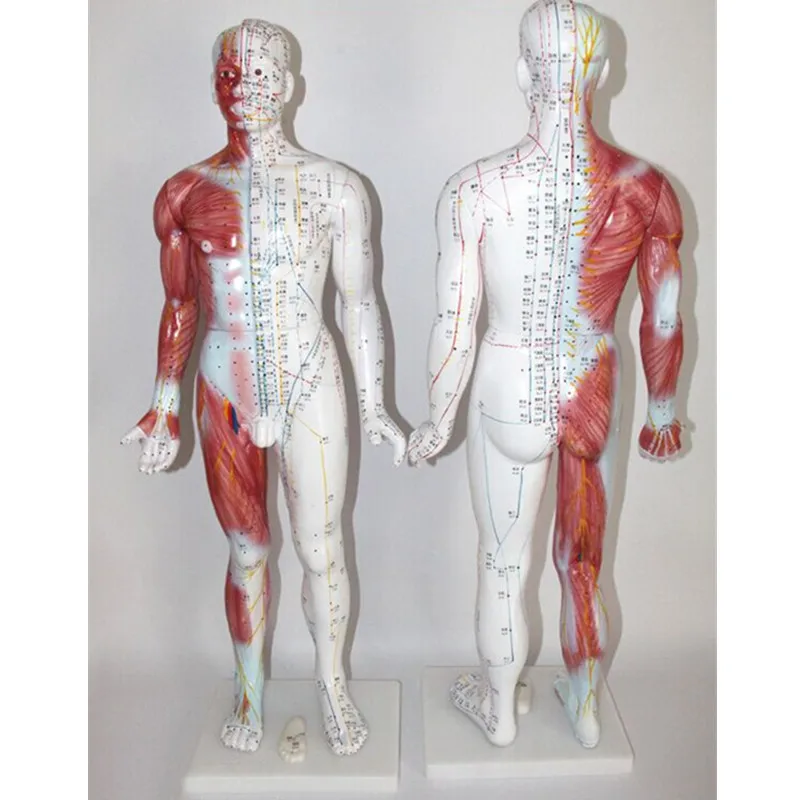 bix-y1009中医女性针灸模型48厘米