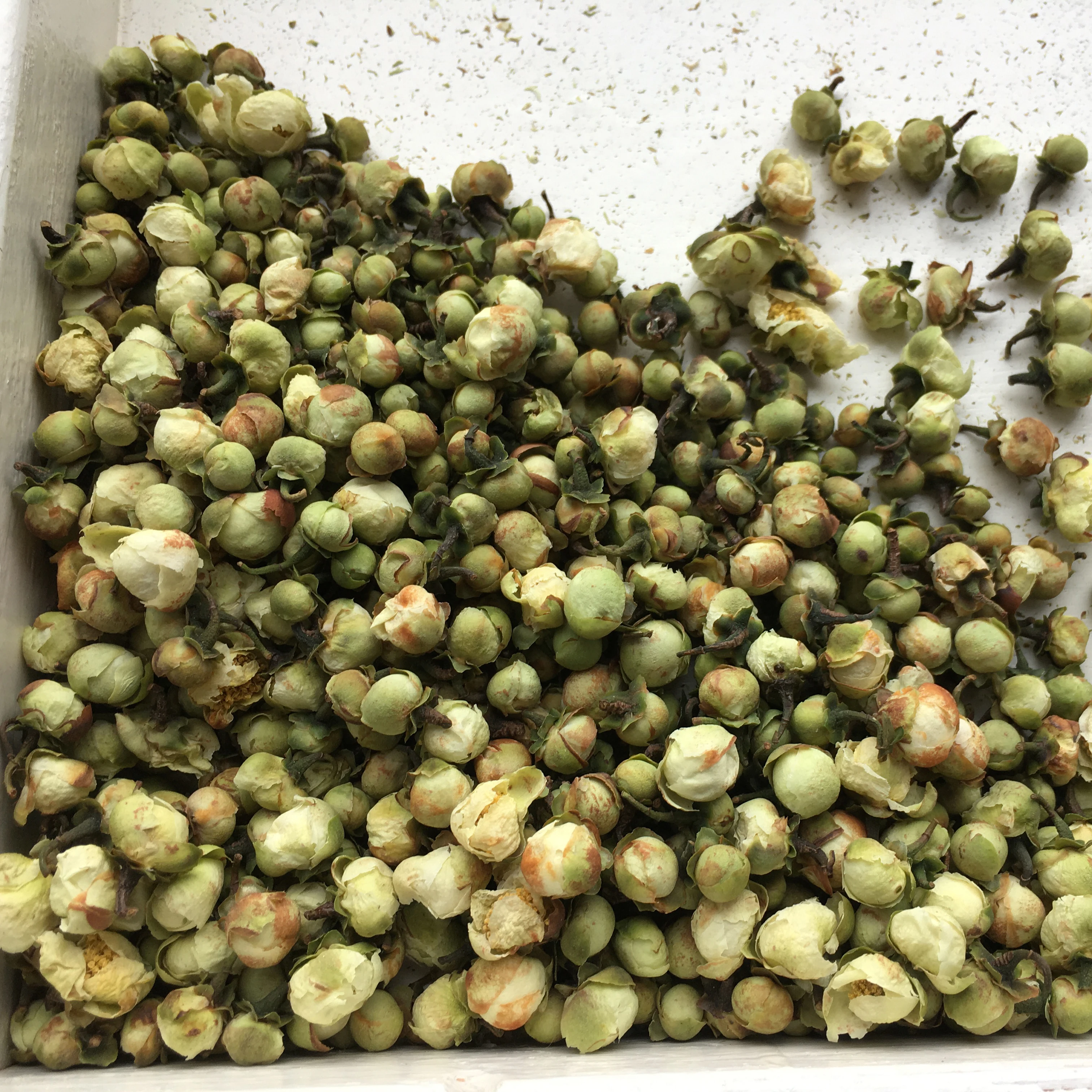 Camellia Sinensis Plant Flower Shan Cha Hua Camellia Tea - 4uTea | 4uTea.com