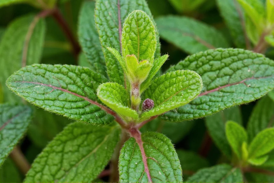 Close-up of peppermint plant showing dark green leaves with reddish veins and small purple flowers