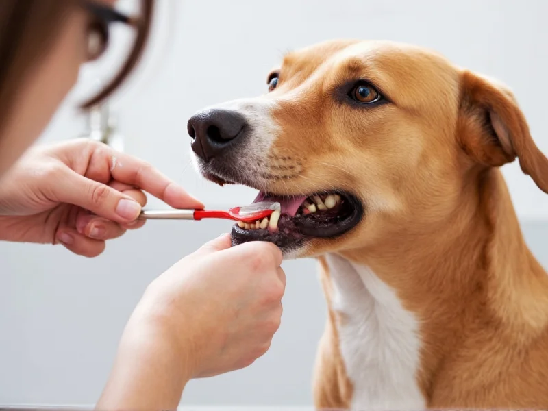 Dog owner brushing dog's teeth with finger brush