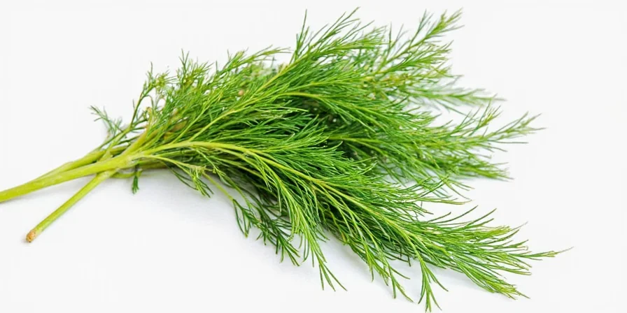 Dill plants growing in a home garden