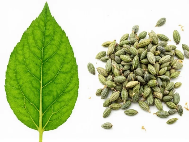 Fresh to Dried Herb Conversion: Exact Ratios & Tips