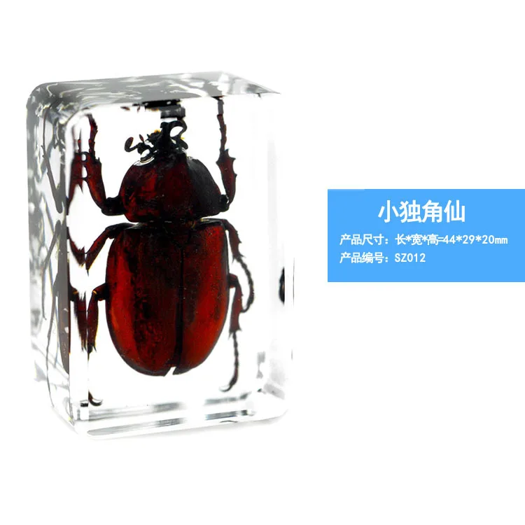 Insecte Vert Scarabée Spécimens Transparent Résine Presse-papier Collection