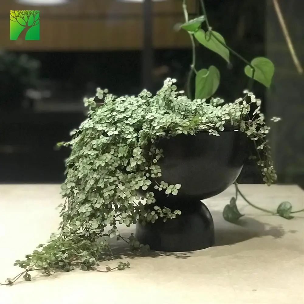 
New arriving indoor PILEA LIBANENSIS Silver Sprinkles live succulent 