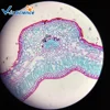 Biology Sciences microscope plant prepared slides Ligustrum leaf (T.S) Observing the vascular bundle