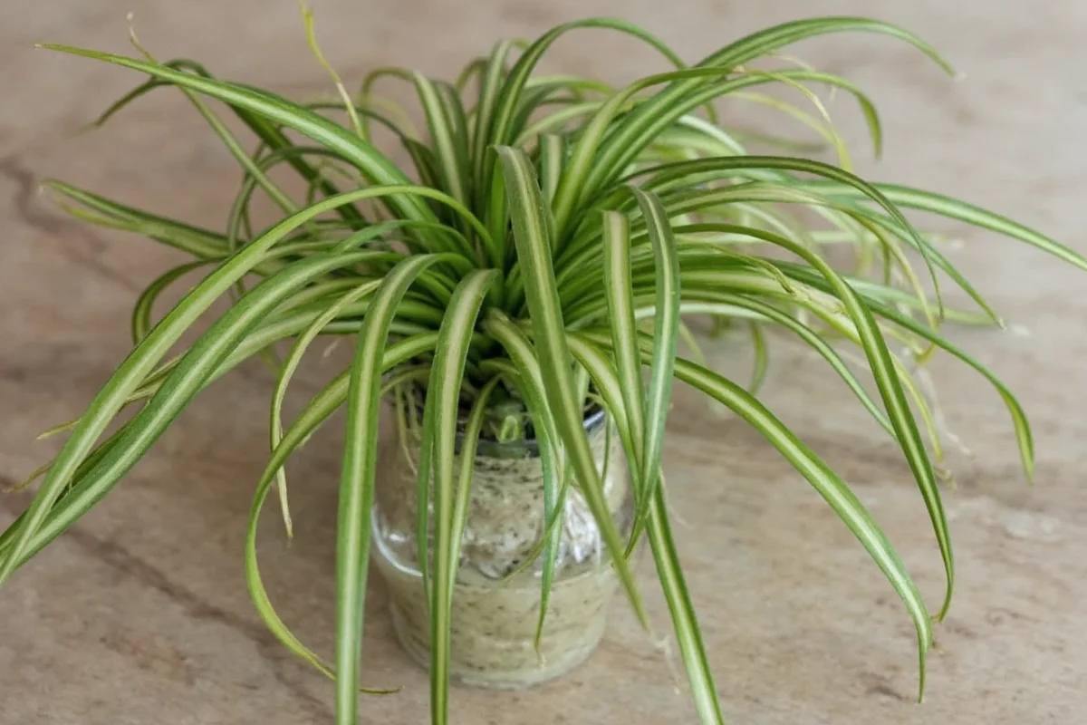 how to propagate spider plant in water