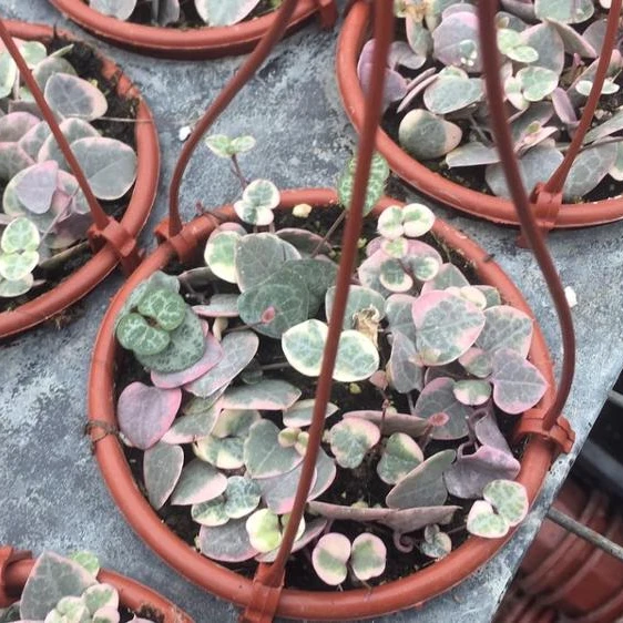 
Wholesale indoor decoration Chain of Hearts hanging basket plant live succulent 