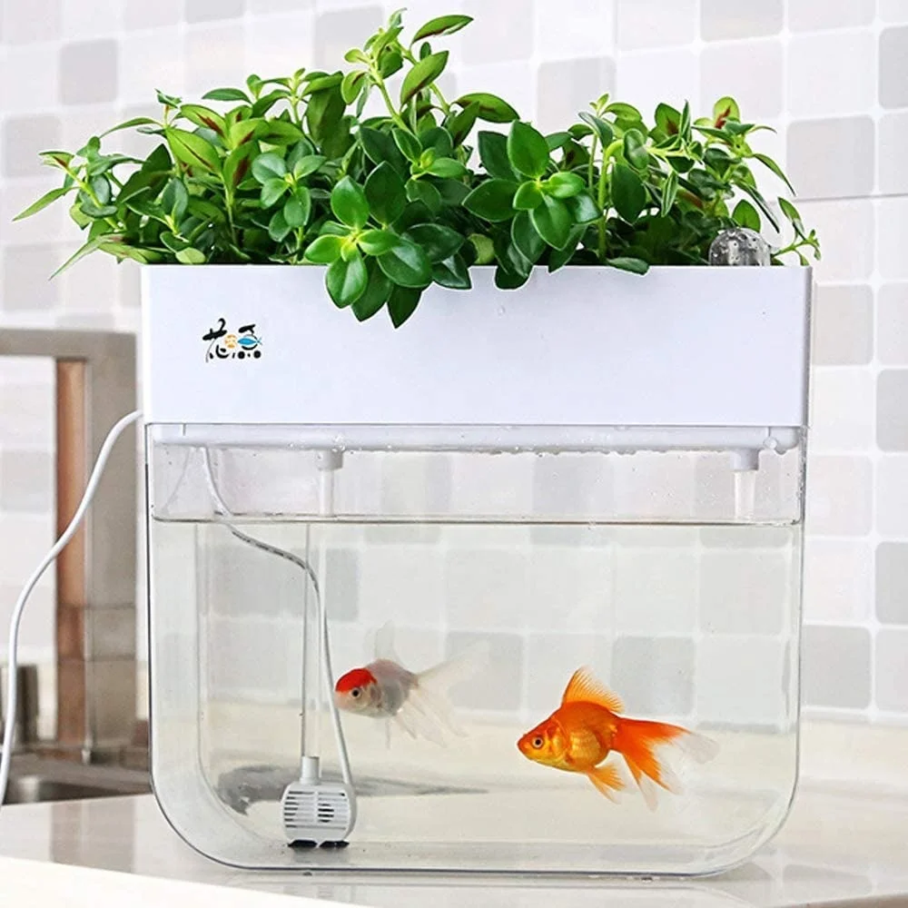 

Mini Aquaponic Ecosystem Fish Tank Hydroponic Cleaning Tank Fish Feeds Plants Great Gardening & Family Project