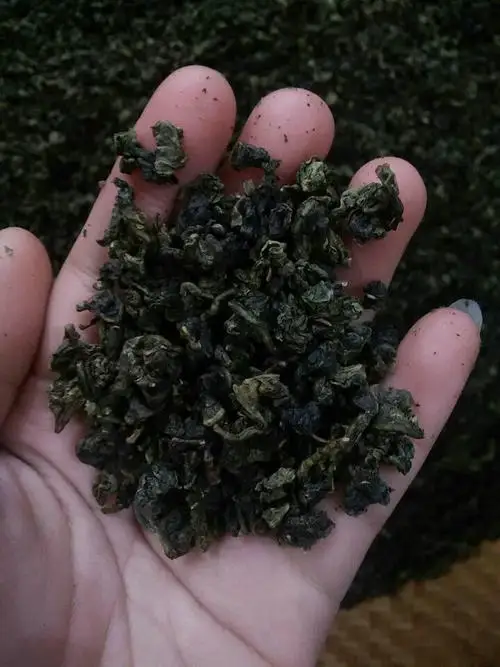 Taiwan Processing Organic Oolong Tea Brands Special Wulong GABA Oolong Tea - 4uTea | 4uTea.com