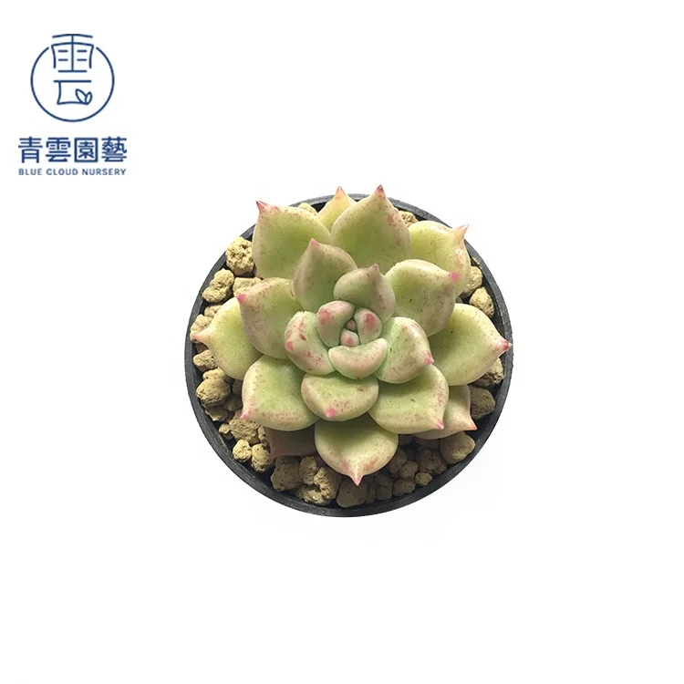 
wholesale korean succulents rare natural cactus and succulents plants 