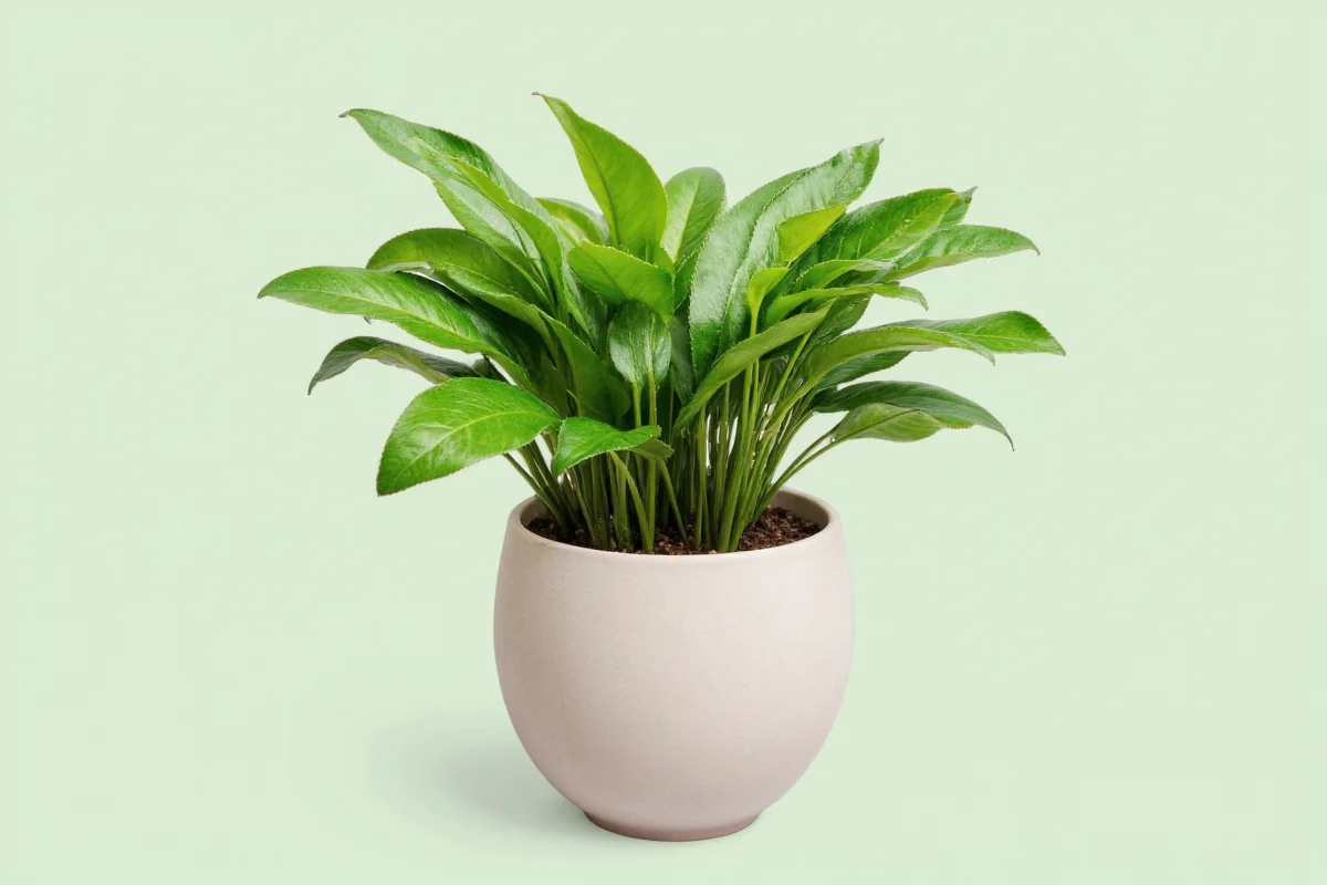 how to take care of a chinese money plant