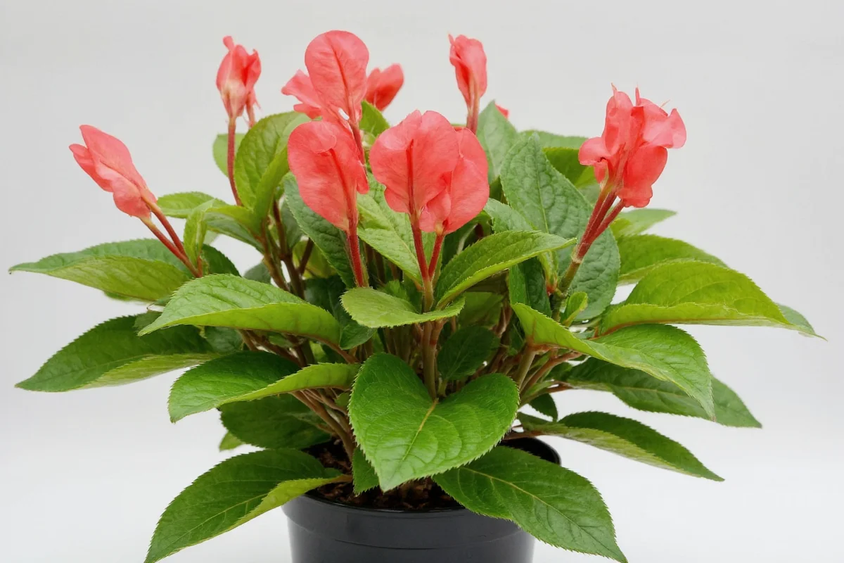how to care for angel wing begonia plants