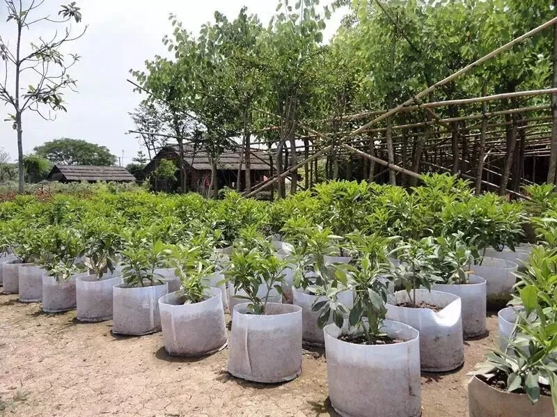 5 Gallon High Quality Black Color Fabric Pots Wholesale Garden Pots Grow Bags For Tree Plants 