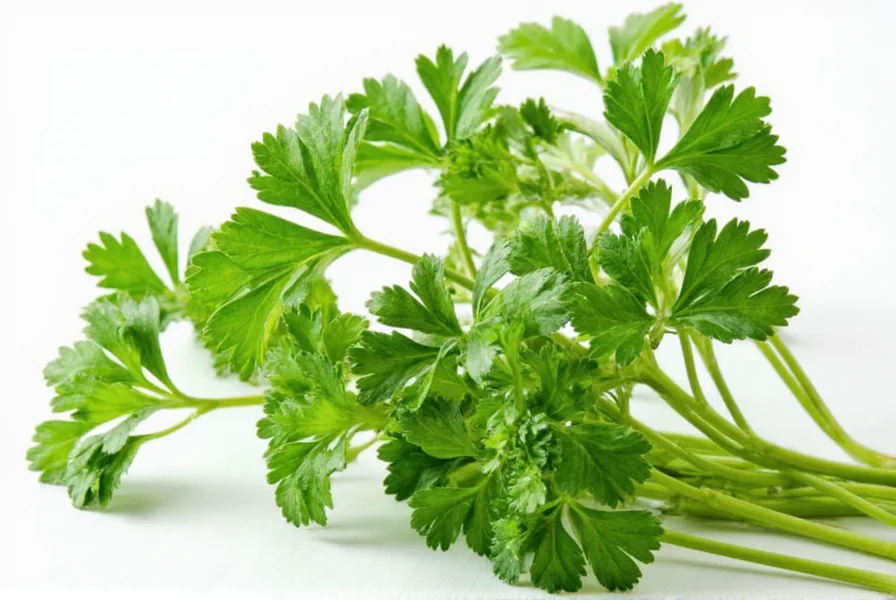 Italian Flat Leaf Parsley Seeds