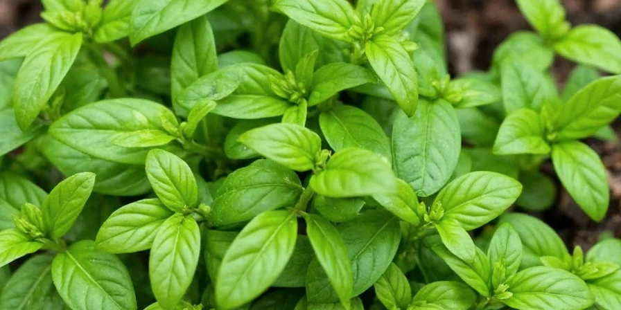 Basil featured in various Spanish dishes