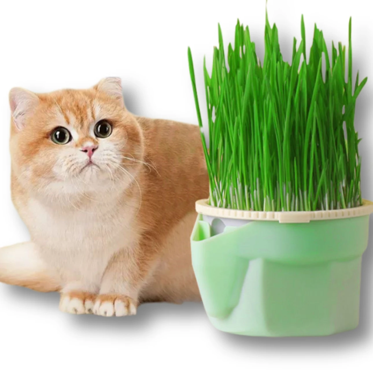 

Hierarchical Design Cat Grass Cultivation Cup with Soilless Cultivation Reusable Catnip Growing Container Seed Germination Tray