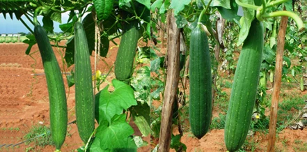 
Green long hybrid luffa sponge gourd seeds 