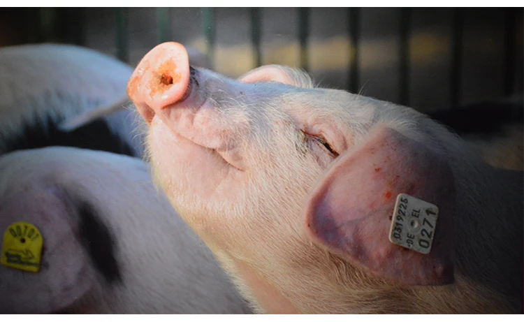 Improve intestinal health feed bacillus subtilis powder