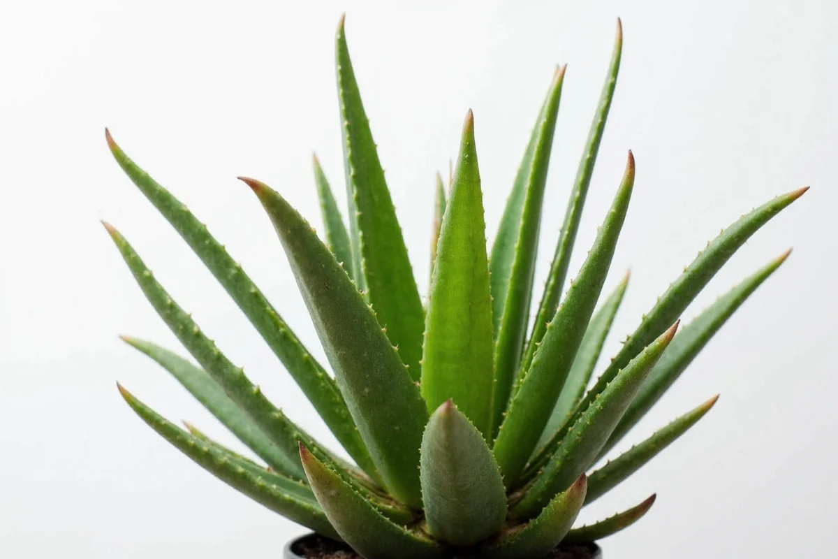 how to save aloe vera plant