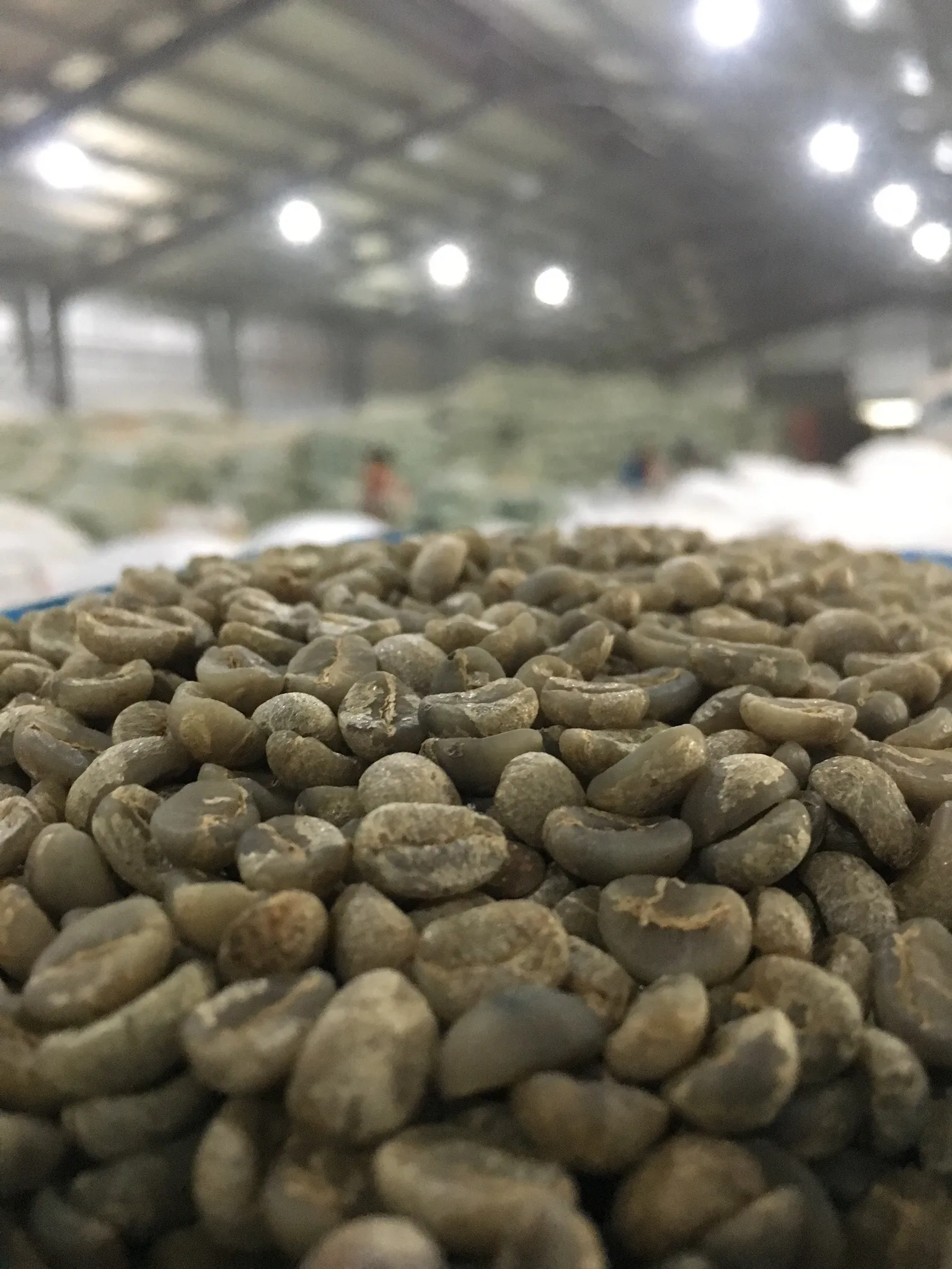 
Premium Unroasted Arabica Coffee from Son La Viet Nam 