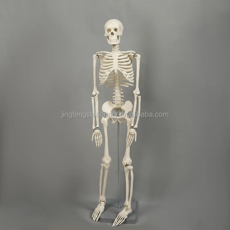 85cm Human Skeleton Model Skeleton Mannequin - Buy 85cm Human Skeleton