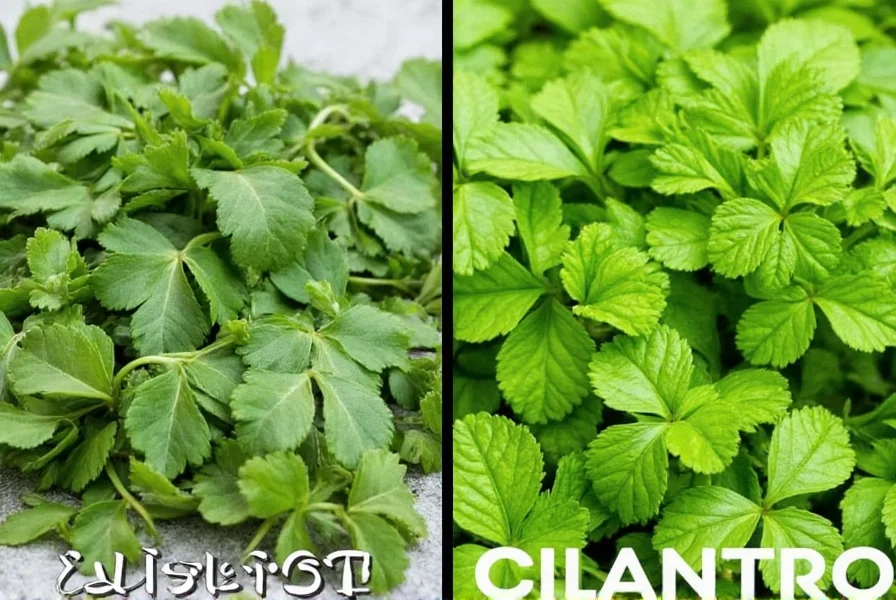Herb Storage Tips