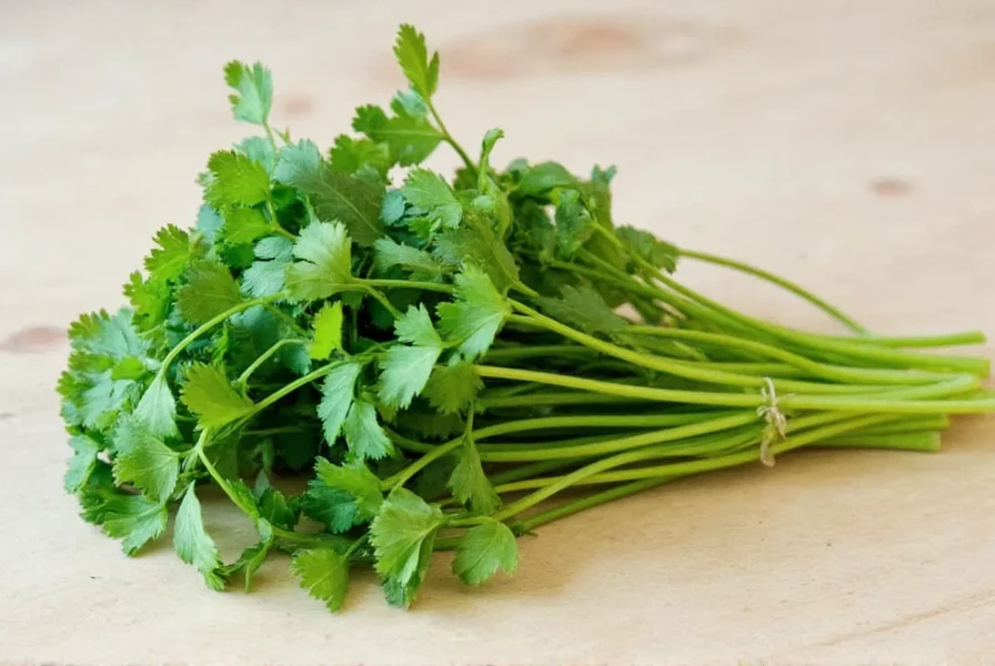 Freshly harvested coriander bunch with trimmed stems in water