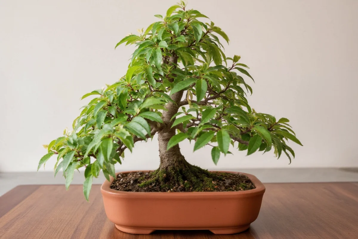 how to care for bonsai plant