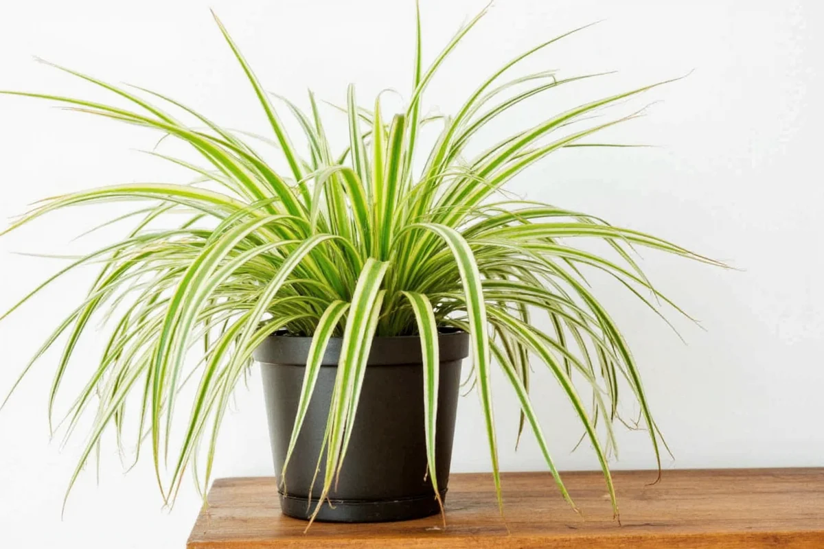 are spider plants easy to care for