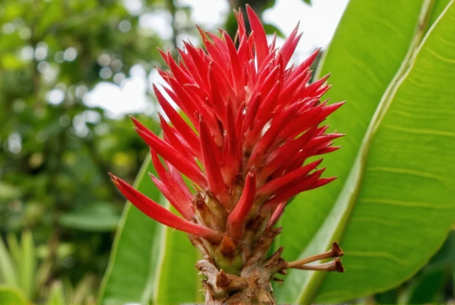 Red ginger plant in full bloom showing the distinctive cone-shaped inflorescence with vibrant red bracts