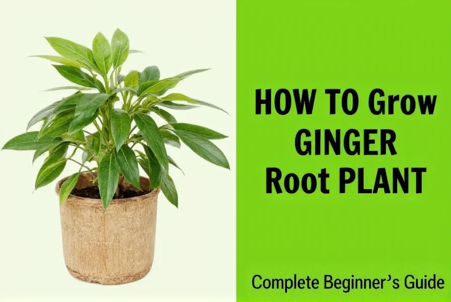 how to grow ginger root plant