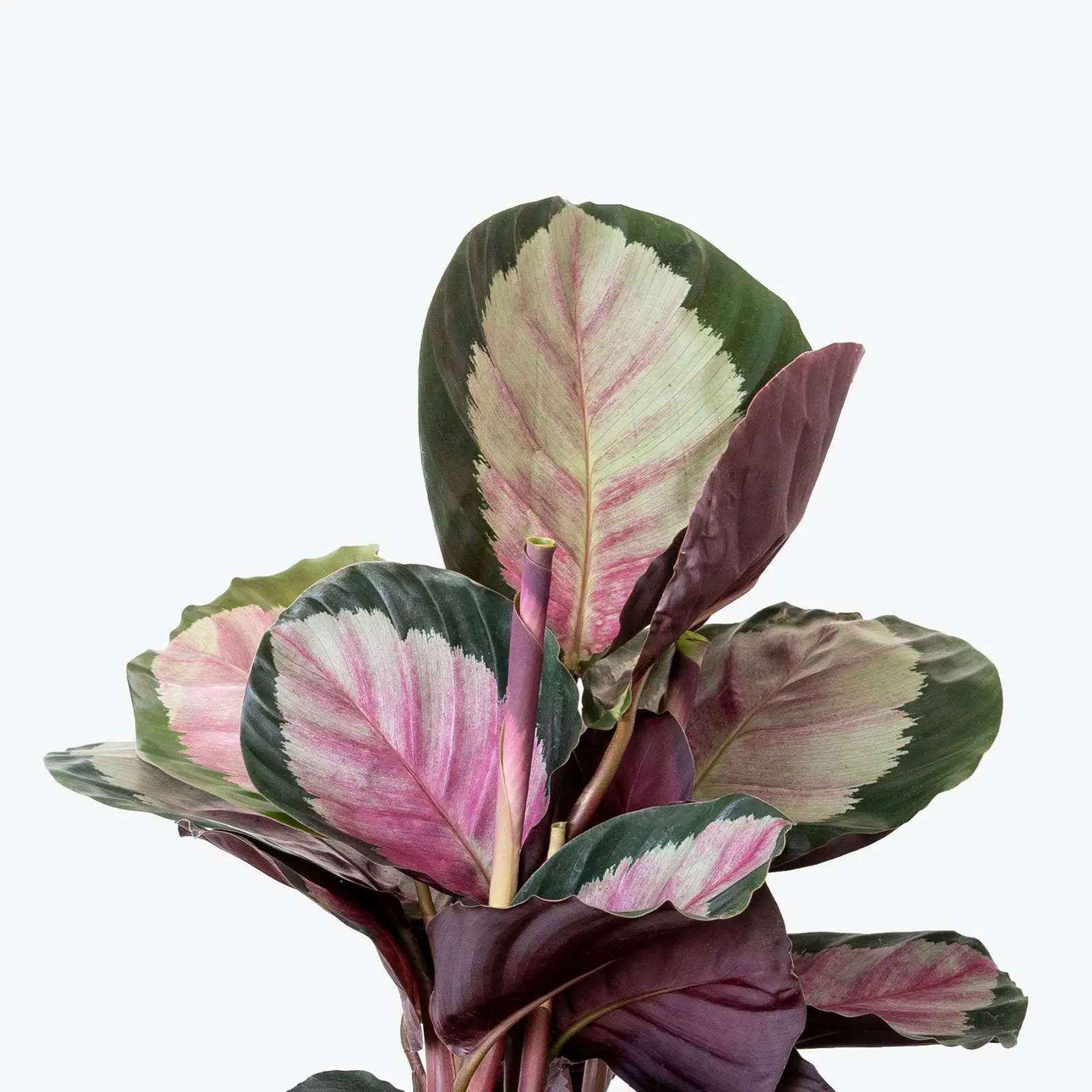 

Wholesale cheap price artificial plant Calathea Rosy or Calathea Roseopicta Rosy for indoor home decor