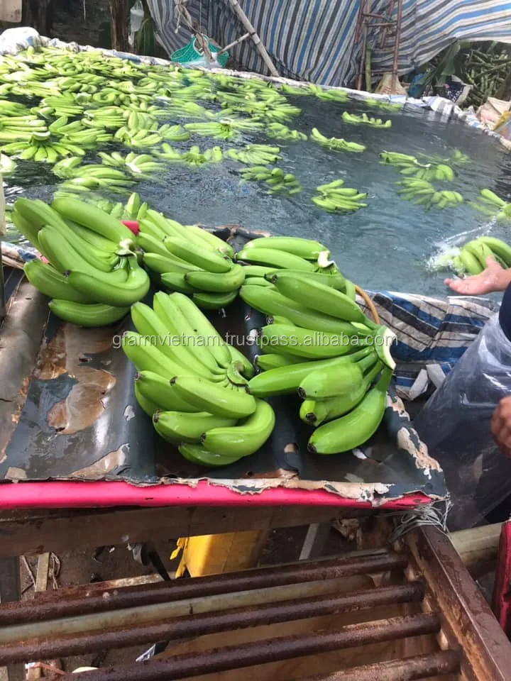 
Organic fresh cavendish banana hot 2020 for sales packing carton 9-13-13.5kg 