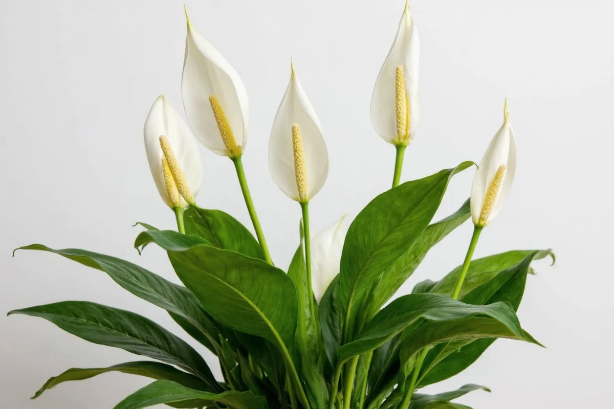 are peace lily plants poisonous