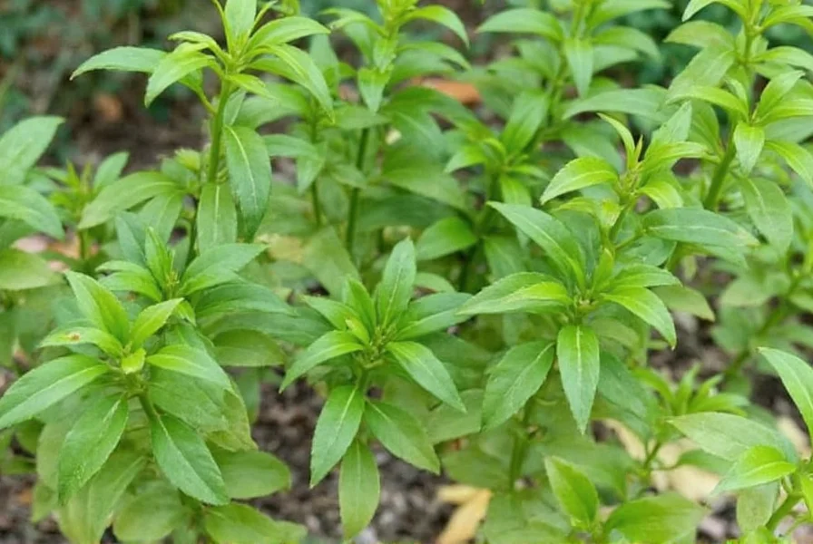 Anise plant growing in garden with close-up of seeds
