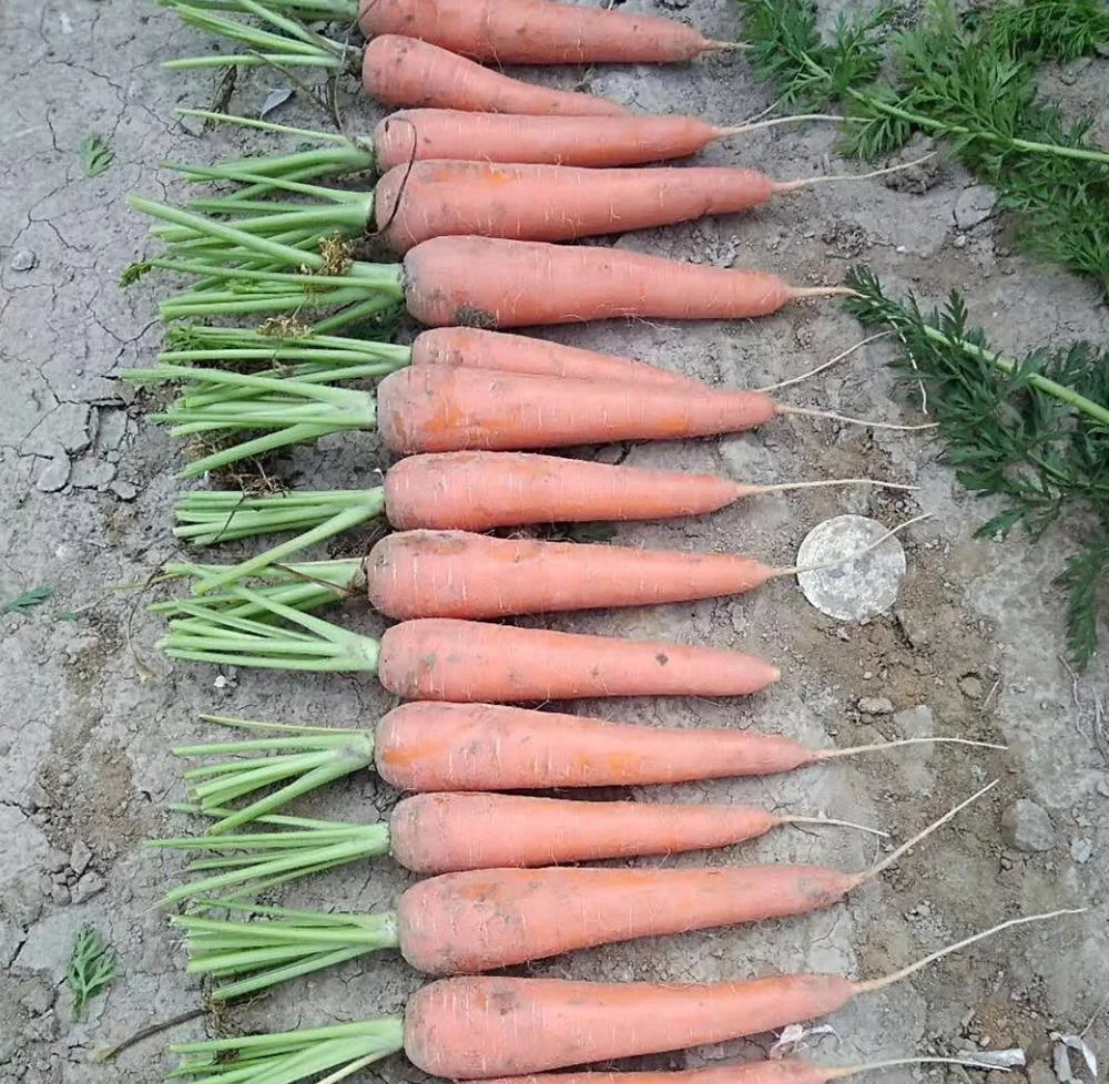 
fresh carrot  (62395428326)