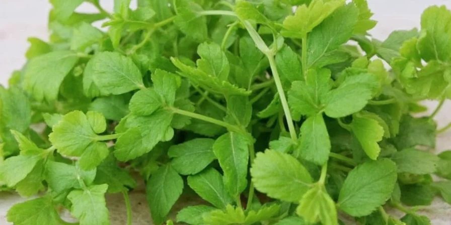 white coriander the unsung hero of spice racks 7 surprising tips you need to try