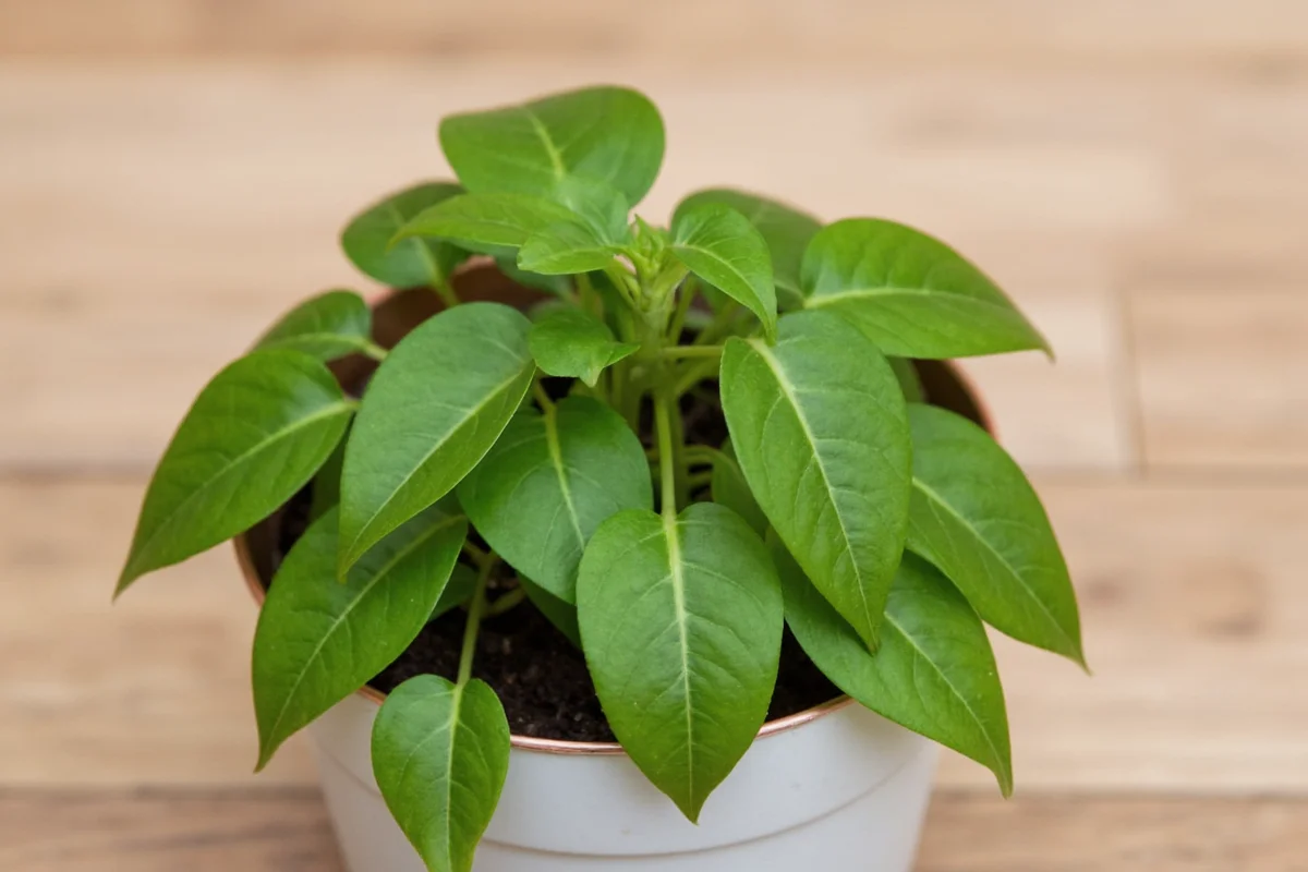 how to plant propagated pothos
