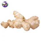 Hot sale farm planting high-quality production area ginger price in china