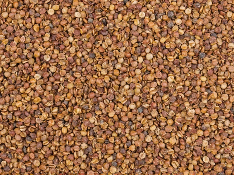 5 Main Types of Lentils: Complete Guide to Varieties